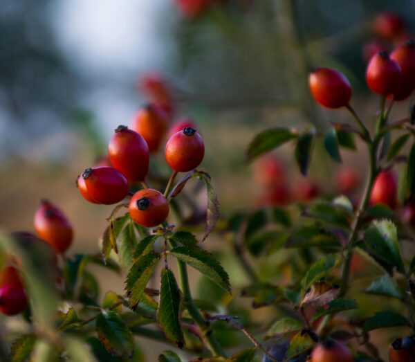 Aceite de Rosa Mosqueta